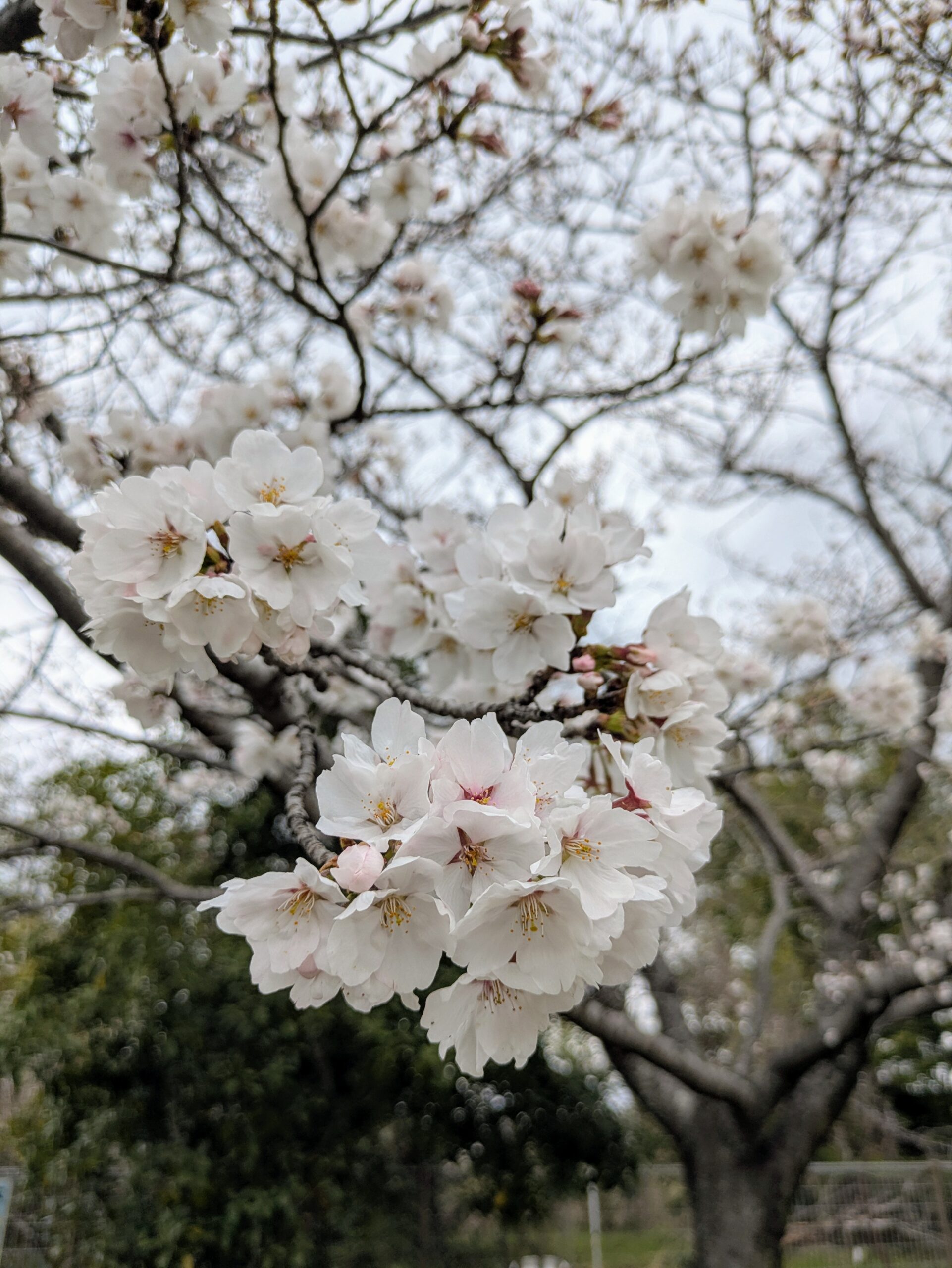 More skiing and spring cherry blossoms!